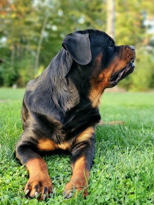 <?php echo $breed; ?> Dog