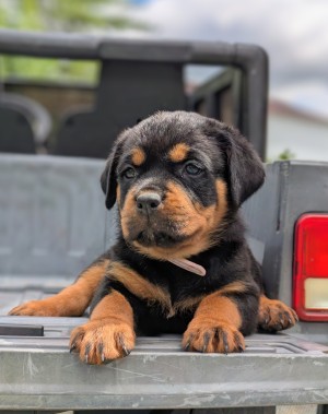 Rottweiler Puppy