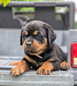 <?php echo $breed; ?> Puppy