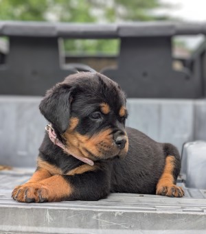 <?php echo $breed; ?> Puppy