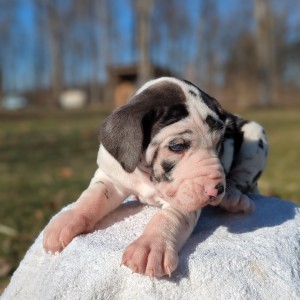 <?php echo $breed; ?> Puppy