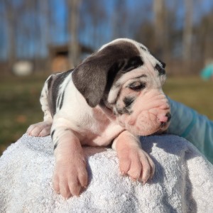 <?php echo $breed; ?> Puppy