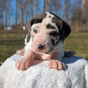 <?php echo $breed; ?> Puppy