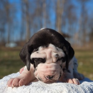 <?php echo $breed; ?> Puppy