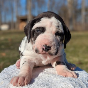 <?php echo $breed; ?> Puppy