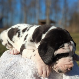 <?php echo $breed; ?> Puppy