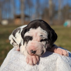 <?php echo $breed; ?> Puppy