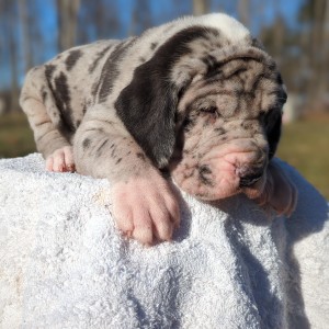 <?php echo $breed; ?> Puppy