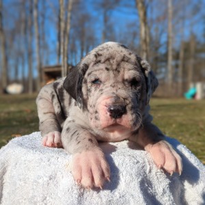 <?php echo $breed; ?> Puppy