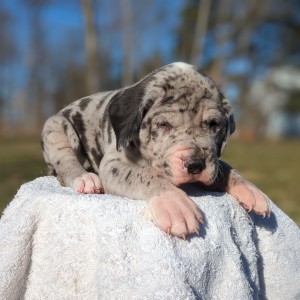 <?php echo $breed; ?> Puppy