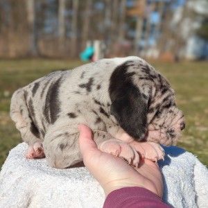 <?php echo $breed; ?> Puppy