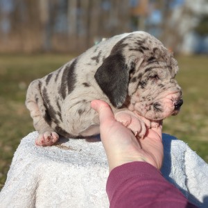 <?php echo $breed; ?> Puppy