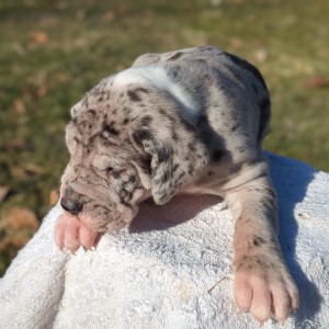 <?php echo $breed; ?> Puppy