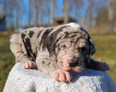 <?php echo $breed; ?> Puppy