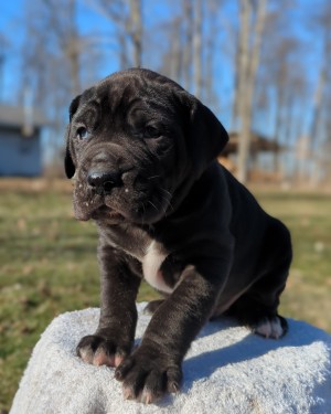 <?php echo $breed; ?> Puppy