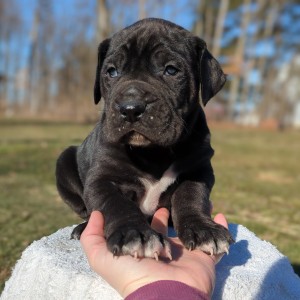 <?php echo $breed; ?> Puppy