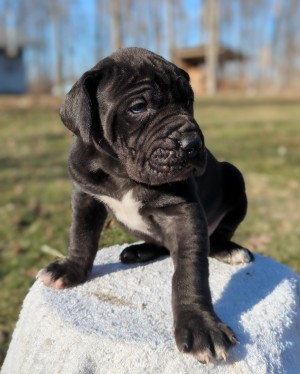 <?php echo $breed; ?> Puppy