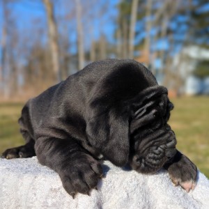 <?php echo $breed; ?> Puppy