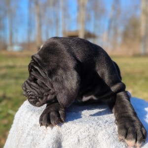 <?php echo $breed; ?> Puppy