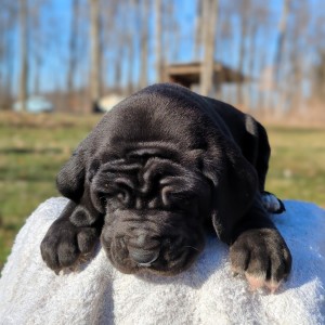 <?php echo $breed; ?> Puppy