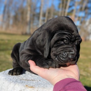 <?php echo $breed; ?> Puppy