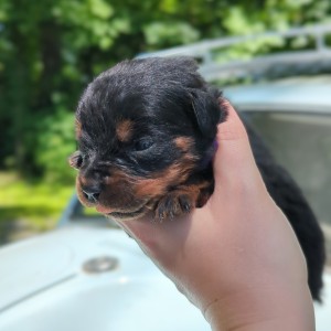 <?php echo $breed; ?> Puppy