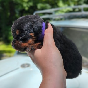 Rottweiler Puppy