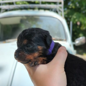 <?php echo $breed; ?> Puppy