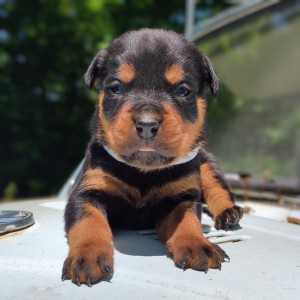 <?php echo $breed; ?> Puppy
