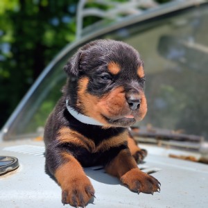 Rottweiler Puppy