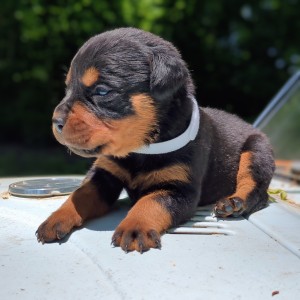 <?php echo $breed; ?> Puppy