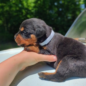 <?php echo $breed; ?> Puppy