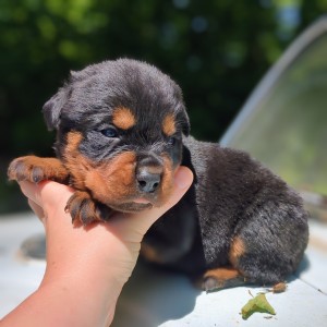 <?php echo $breed; ?> Puppy