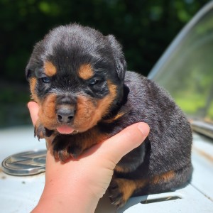 Rottweiler Puppy