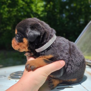 <?php echo $breed; ?> Puppy