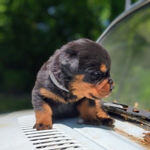 <?php echo $breed; ?> Puppy