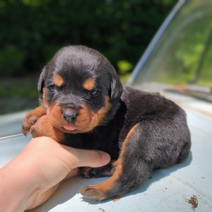 Rottweiler Puppy