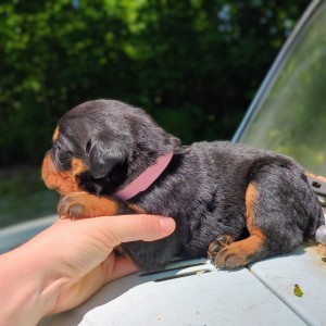 <?php echo $breed; ?> Puppy