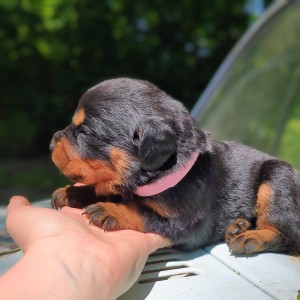 <?php echo $breed; ?> Puppy