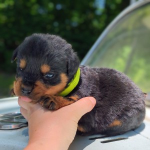 <?php echo $breed; ?> Puppy