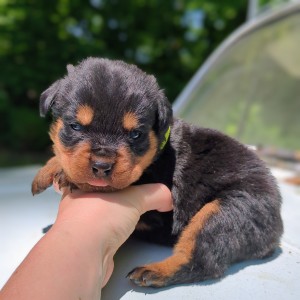 Rottweiler Puppy