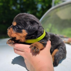<?php echo $breed; ?> Puppy