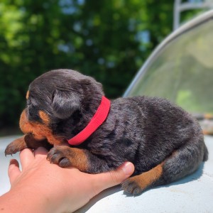 <?php echo $breed; ?> Puppy