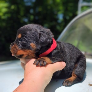 Rottweiler Puppy