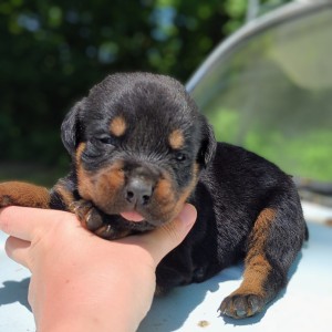 <?php echo $breed; ?> Puppy