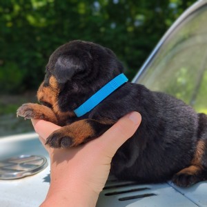 <?php echo $breed; ?> Puppy