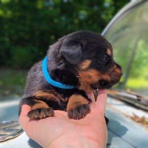 Rottweiler Puppy