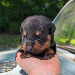 <?php echo $breed; ?> Puppy