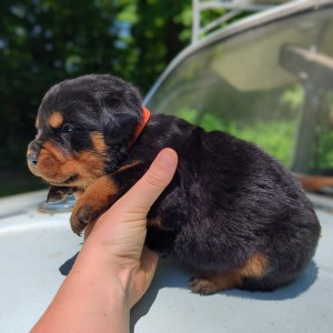 <?php echo $breed; ?> Puppy