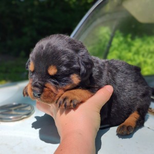 <?php echo $breed; ?> Puppy